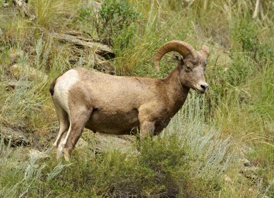 Bighorn