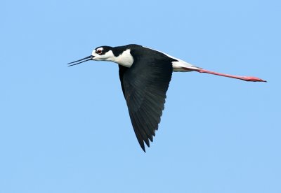 Stilt in flight