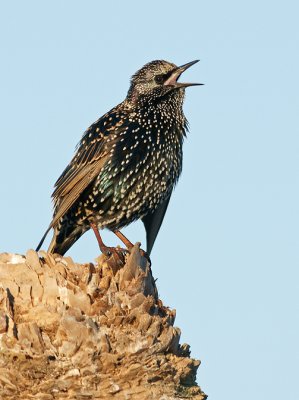 European Starling
