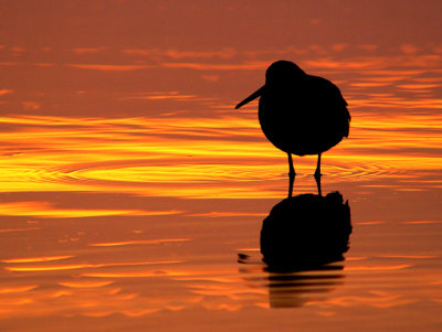 Sunrise shorebird