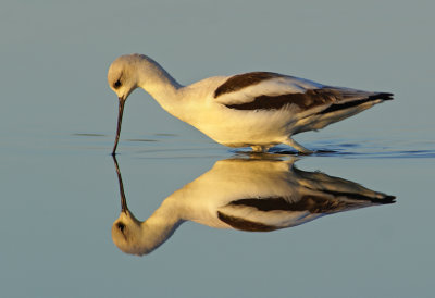 Stilts and Avocets