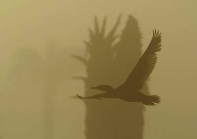 Foggy flight