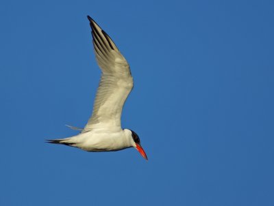 Caspian Tern flight