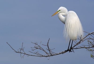 Delicately perched