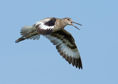 Flyin' and squawkin'