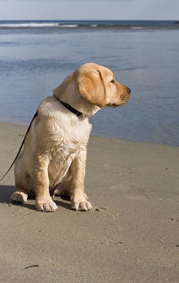 My Yellow Lab Puppy