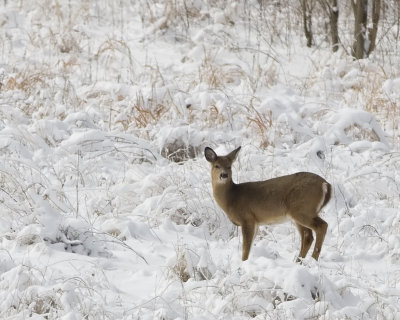 belmont winter deer.jpg