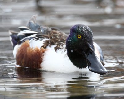 Northern Shoveler 3.jpg