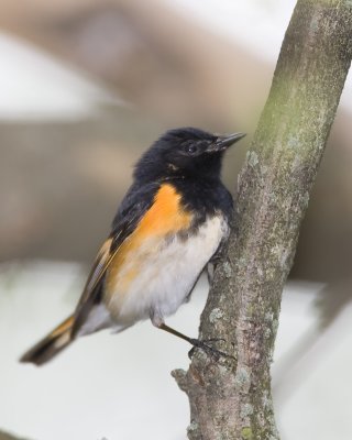 American Redstart.jpg