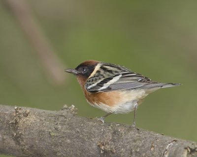 bay breasted.jpg