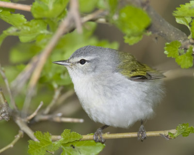 tenessee warbler.jpg