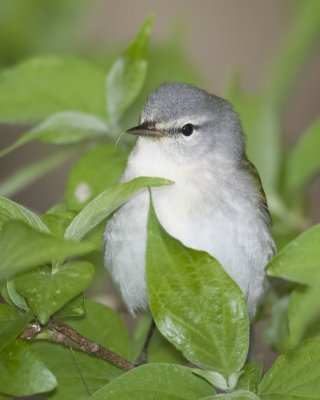 tenessee portrait.jpg