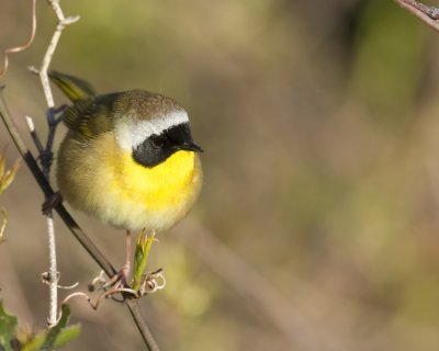 common yellowthroat.jpg