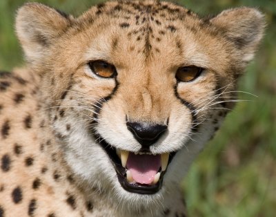 CheetahTeeth.jpg