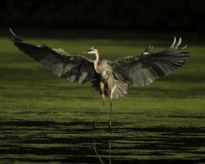 Heron Landing.jpg