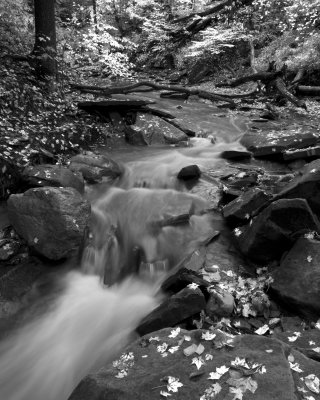 bhlf-bw.jpg