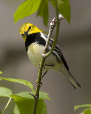 Lawrences Warbler.jpg
