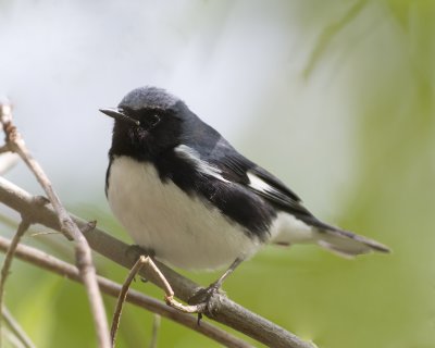Black Throated Blue.jpg