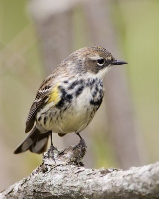 Yellow Rump 8.jpg