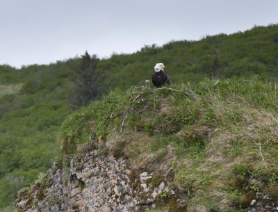 Bald Eagle with Young.