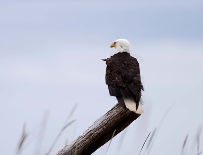 Guarding Beach