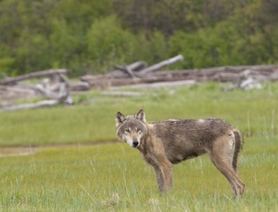 Wolf Checking us Out.