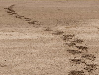 Bear tracks