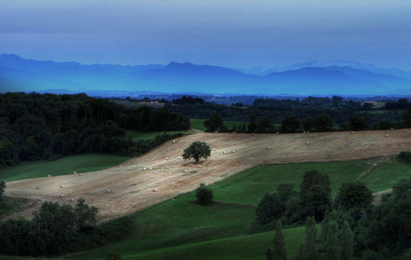The lonely tree