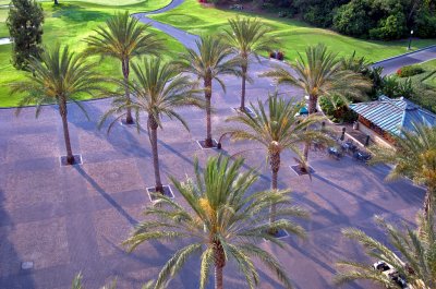 Patio of Palms