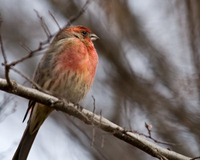 Red House Finch