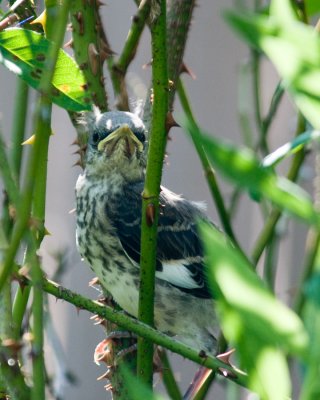 Young Mockingbird in a rose bush