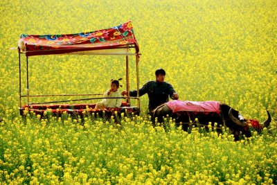 Rape Flowers