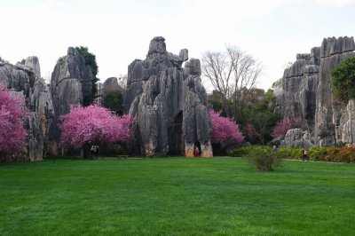 Stone Forest001