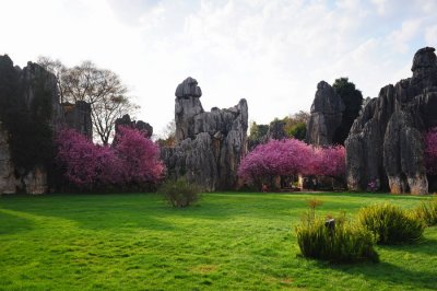 Stone Forest003