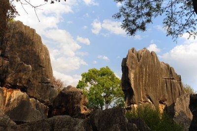 Stone Forest005