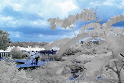 Infrared 006.jpg