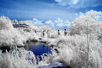 Infrared 007.jpg