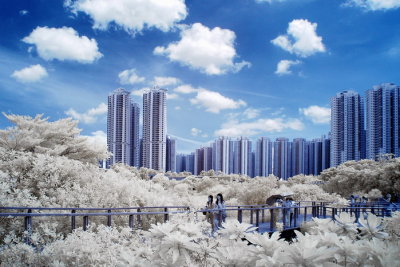 Infrared 017.jpg