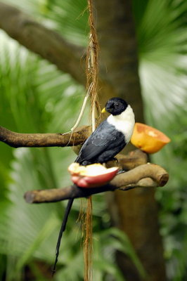 Meal Time 007.jpg