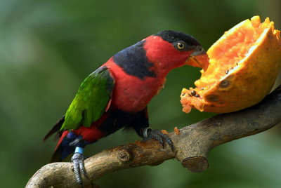 Meal Time 008.jpg
