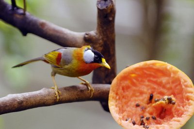 Meal Time 023.jpg