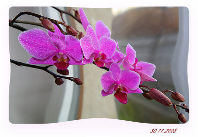 IMG_5468ORCHIDEJ PHO UHL 1 DEF FAVORITES.jpg