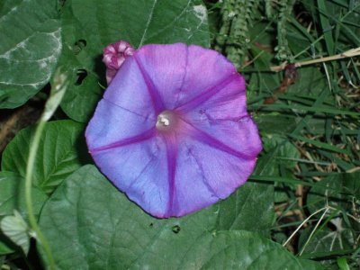 Ipomoea