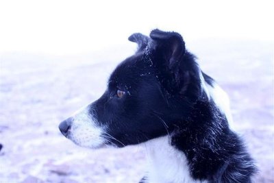 Frosty the sheep dog on the top of Pen - y - Fan