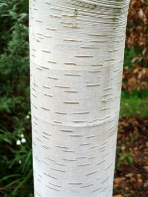 Hyphenated  birch bark