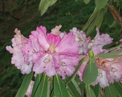 Chatsworth - rhododendron
