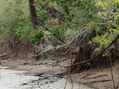 Crocodiles resting