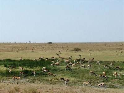 Thomson's gazelles galore