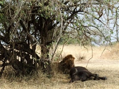  Lion with his dinner