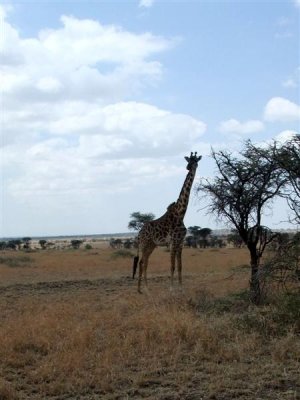 Giraffe taller than the tree